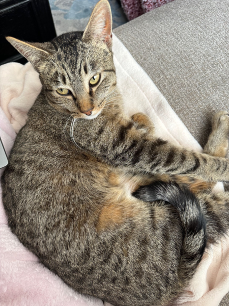 Entry image for Phoebe. Clicking this image will show a larger photo