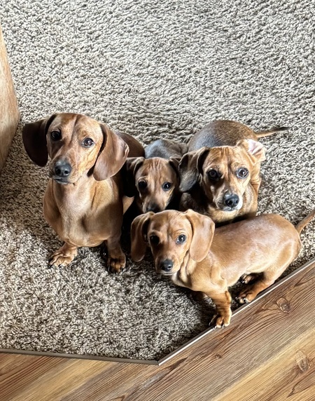 Entry image for Stanley, Avy, Molly, and Wobbles. Clicking this image will show a larger photo