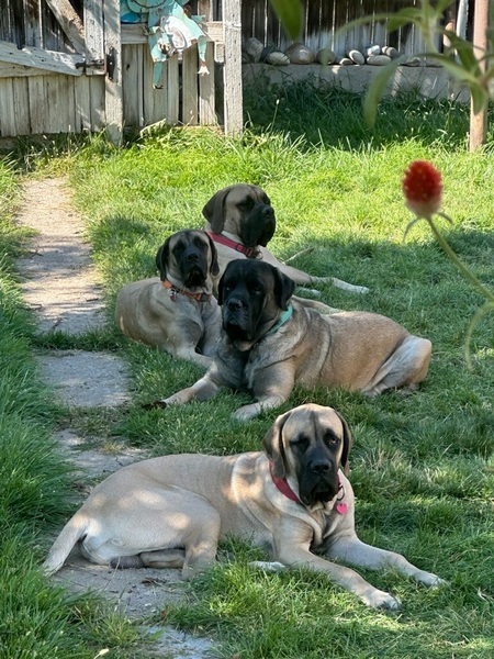 Entry image for Anikah, Gideon, Chazak, and Tovah. Clicking this image will show a larger photo