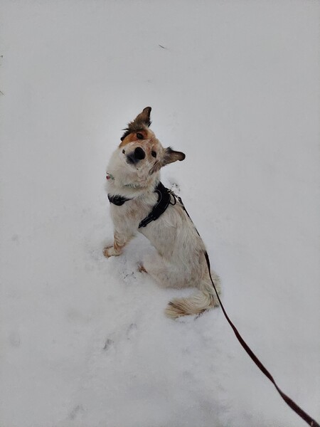 Entry image for Ruby. Clicking this image will show a larger photo