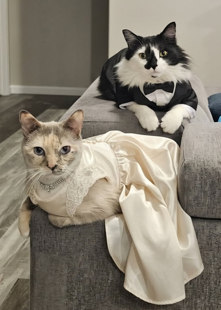 Entry image for Oreo and Stormy the party animals. Clicking this image will show a larger photo