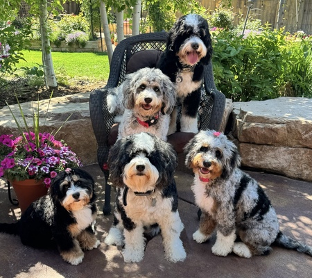 Entry image for Pack of Doodles 💗🐾. Clicking this image will show a larger photo