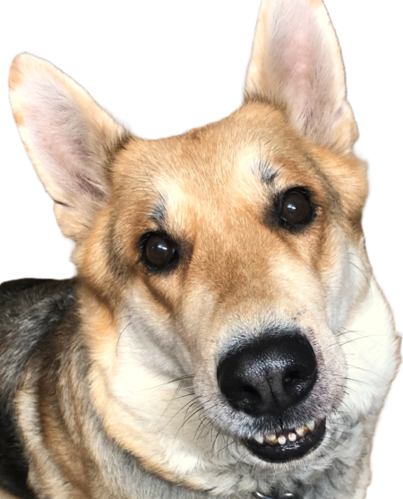 Entry image for Zoey. Clicking this image will show a larger photo