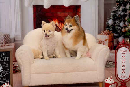 Entry image for Kirby and Shine. Clicking this image will show a larger photo