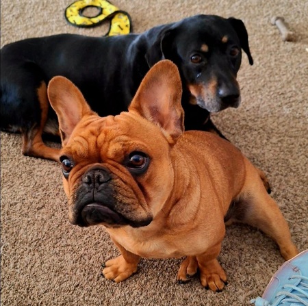 Entry image for Copper & chief. Clicking this image will show a larger photo