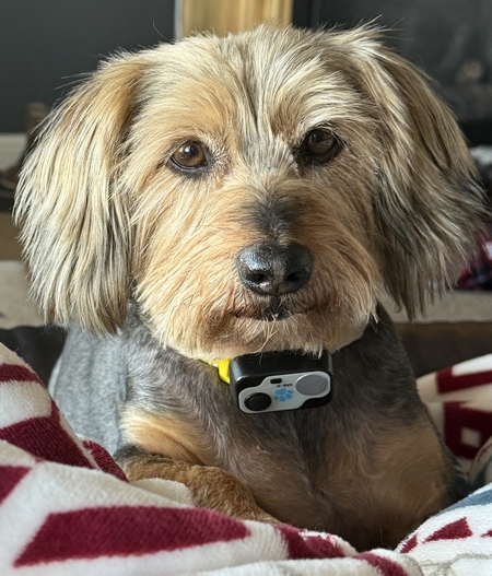 Entry image for Macy. Clicking this image will show a larger photo