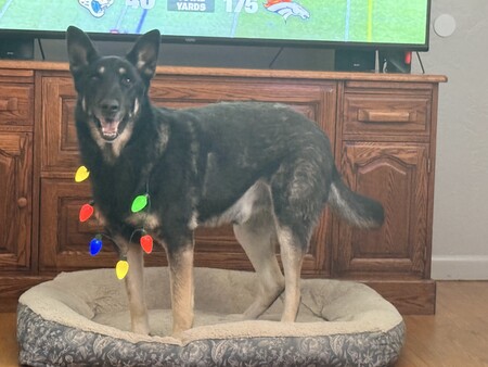 Entry image for Milo. Clicking this image will show a larger photo