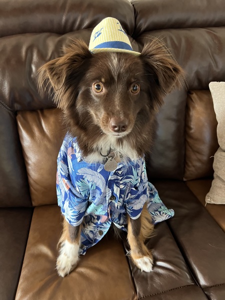 Entry image for Dexter. Clicking this image will show a larger photo