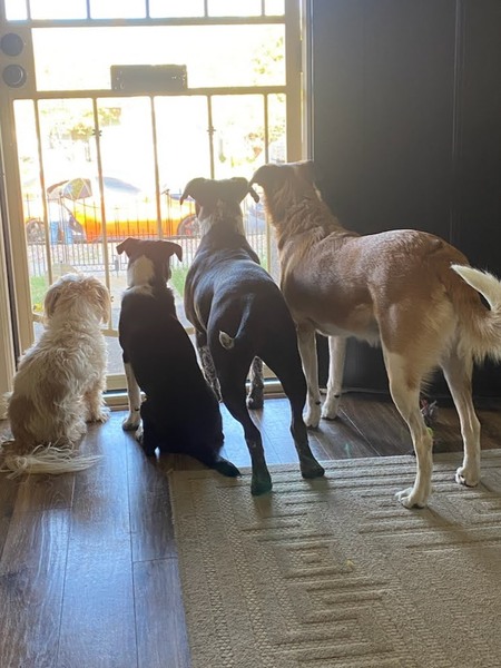Entry image for Max, Gracie, Charlee, and Ezra. Clicking this image will show a larger photo
