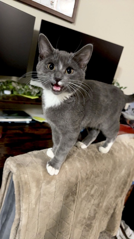 Entry image for Pea. Clicking this image will show a larger photo