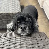 Entry image for Smokey