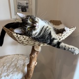 Entry image for Cookie 