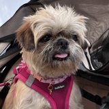 Entry image for Poppy