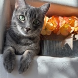 Entry image for Minnie