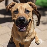 Entry image for Frodo Waggins