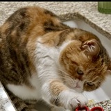 Entry image for Ruby