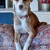 Entry image for Penelope (Was "Happy" at FAR)