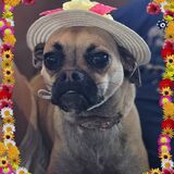 Entry image for KY Derby "Pippa"