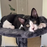 Entry image for Jiji