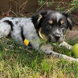 Entry image for Evie