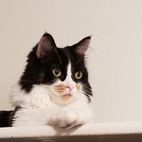 Entry image for Cassie