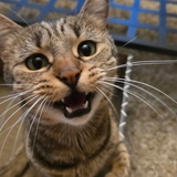 Entry image for Tiger