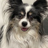 Entry image for Bandit
