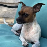 Entry image for Pepper