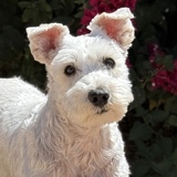 Entry image for Scruffy