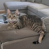 Entry image for Mochi