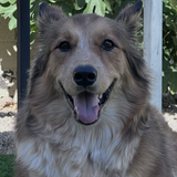 Entry image for Maggie (Was Dorothy at Foothills Animal Rescue)