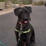 Entry image for Lulu