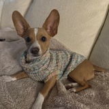Entry image for Stella