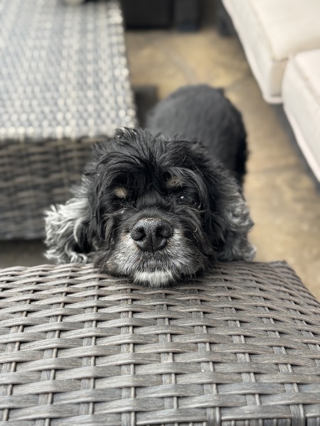 Entry image for Smokey. Clicking this image will show a larger photo