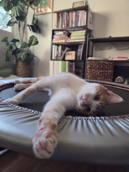 Entry image for Milo. Clicking this image will show a larger photo
