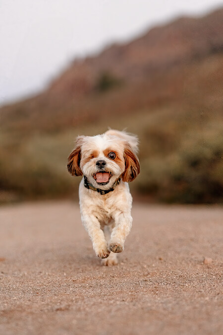Entry image for Jack. Clicking this image will show a larger photo