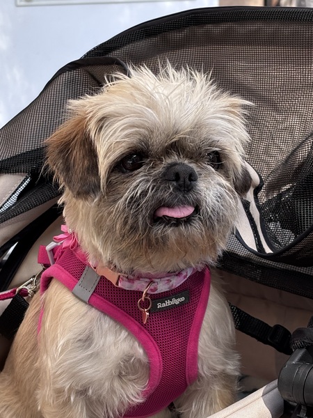 Entry image for Poppy. Clicking this image will show a larger photo