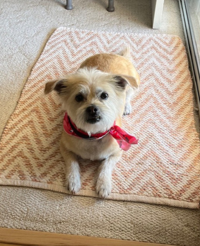 Entry image for Zoey. Clicking this image will show a larger photo