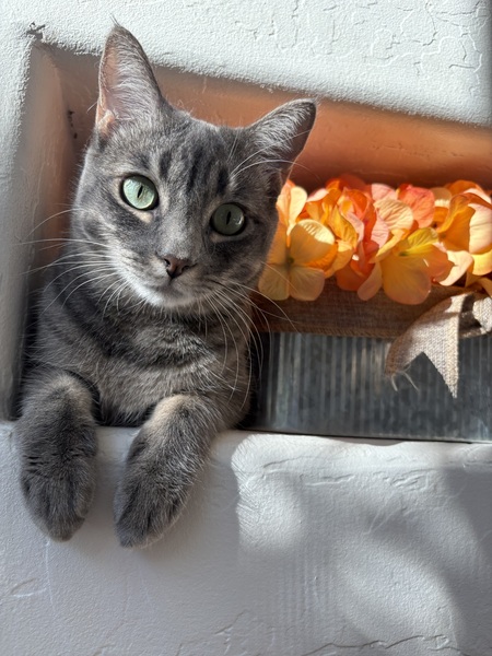 Entry image for Minnie. Clicking this image will show a larger photo