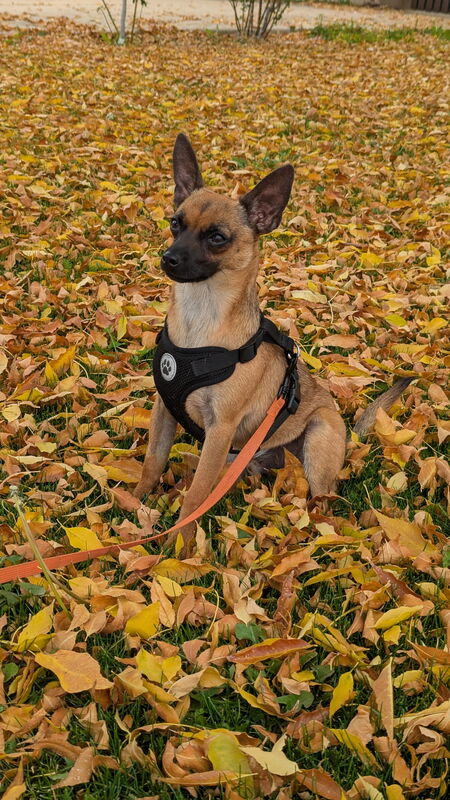 Entry image for Pumba. Clicking this image will show a larger photo