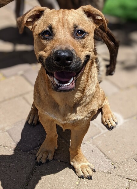 Entry image for Frodo Waggins. Clicking this image will show a larger photo