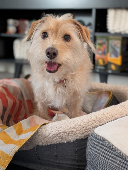 Entry image for Charlie. Clicking this image will show a larger photo