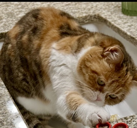 Entry image for Ruby. Clicking this image will show a larger photo
