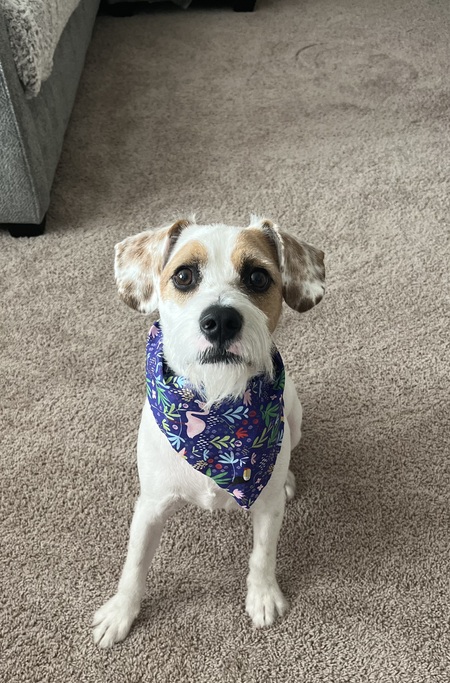 Entry image for Brody . Clicking this image will show a larger photo
