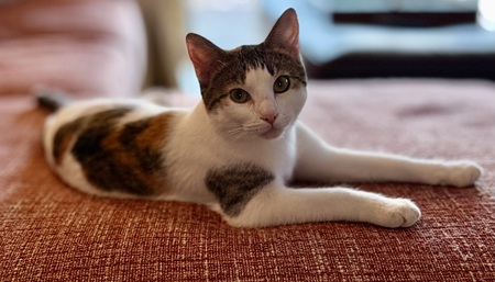 Entry image for Sassy Pants. Clicking this image will show a larger photo