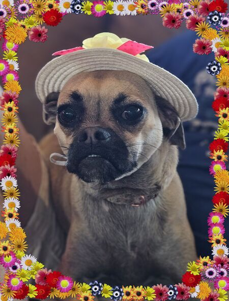 Entry image for KY Derby "Pippa". Clicking this image will show a larger photo
