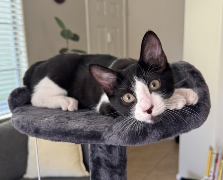 Entry image for Jiji. Clicking this image will show a larger photo