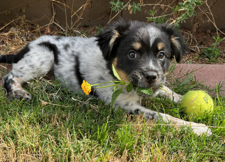 Entry image for Evie. Clicking this image will show a larger photo