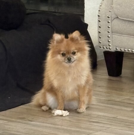 Entry image for Poppy. Clicking this image will show a larger photo