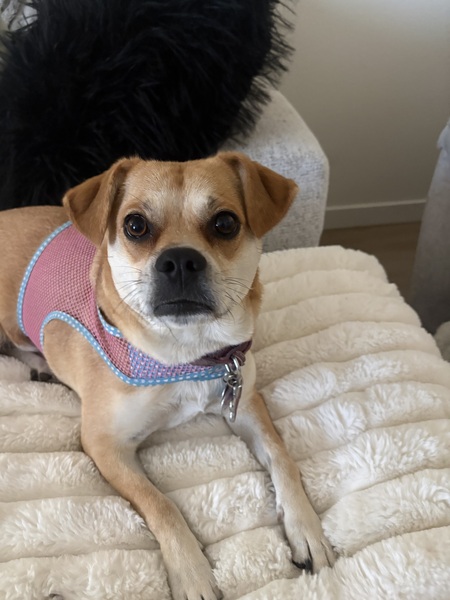 Entry image for Gigi. Clicking this image will show a larger photo